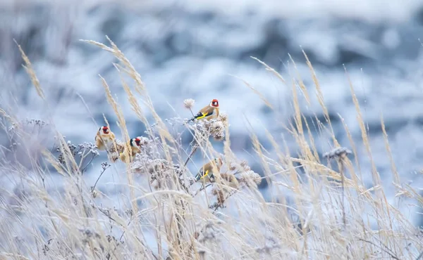 ホワイトモーニングヨーロッパゴールドフィンチ- Carduelis carduelis. — ストック写真