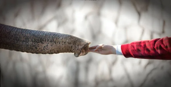 Closeup of beautiful child girl playing together with big friendly elephant. — Stock Photo, Image