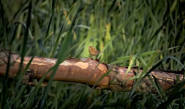 Η Ευρασιατική Wren στο φυσικό περιβάλλον. Τρωγλοδύτες τρωγλοδύτες. Πολύ μικρό πουλί. — Φωτογραφία Αρχείου