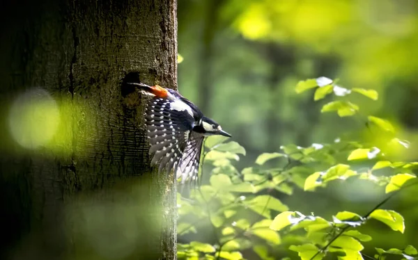 Great Spotted Woodpecker Dendrocopos major - Baarn. — Stock Photo, Image