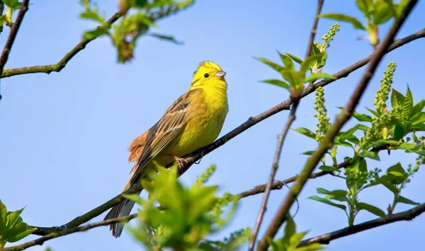 The yellowhammer Emberiza citrinella is a passerine bird in the bunting family that is native to Eurasia. — Stock Photo, Image