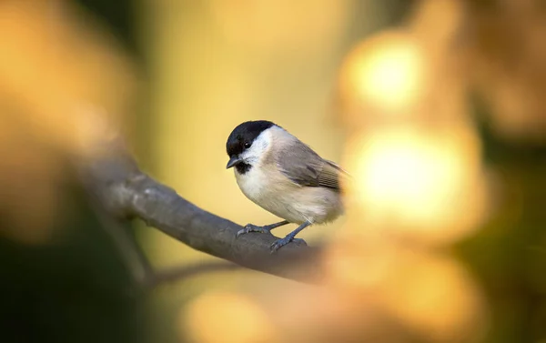 Nice marsh tit Parus palustris with autumn colors background, orange yellow brown — Zdjęcie stockowe