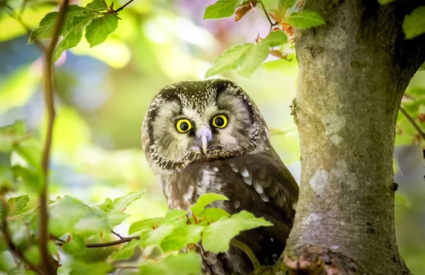 Petit oiseau Hibou boréal, Aegolius funereus, assis sur la branche de l'arbre dans la forêt verte . — Photo