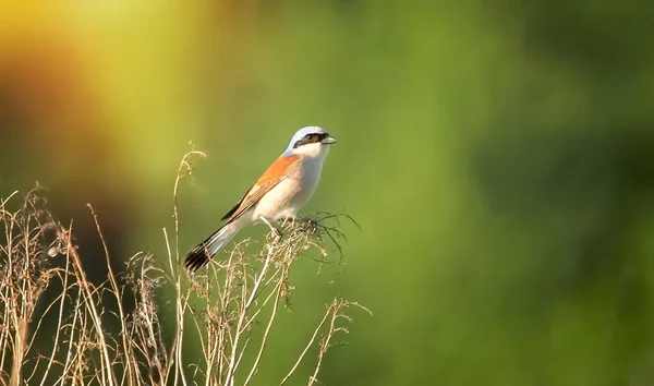 Red backed Shrike Lanius collurio young bird sitting on thistle with green grasshopper in the beak. — Stock Photo, Image