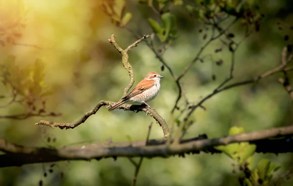 Czerwony z tyłu Shrike Lanius collurio młody ptak siedzi na oset z zielonym konikiem polnym w dziób. — Zdjęcie stockowe