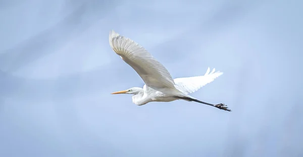 Wildlife background of white heron great egret Ardea alba hunting on a pond.