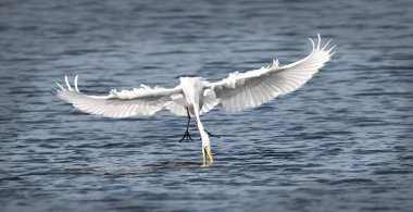 Beyaz balıkçıl balıkçıl Ardea Alba 'nın gölde avlanması..