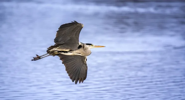 Grijze reigers vliegen, nestelen, paren, natuurlijke omgeving, habitat, Ardea cinerea. — Stockfoto