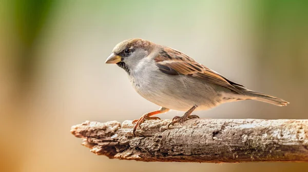 Eurasian tree sparrow Passer montanus sitting on a branch. — Stock Photo, Image