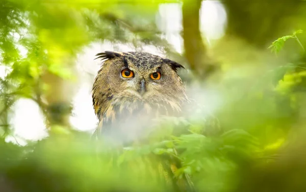 유라시아 독수리 부보 부보는 녹색 잎의 나뭇가지에 앉아 사냥을 보고 있다. — 스톡 사진