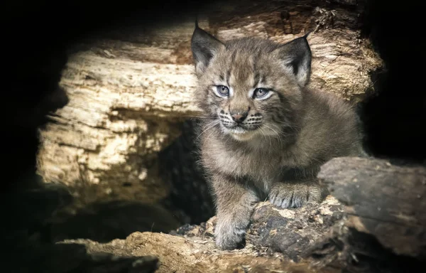 Jeune Lynx dans la forêt verte. Scène animalière de la nature. Courir le lynx eurasien, comportement animal dans l'habitat . — Photo