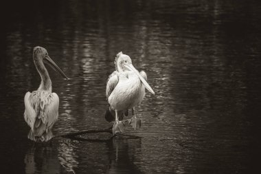 Kahverengi Pelican Pelecanus oksidentalis kanat çırpan tüyleri ve parıldayan su damlalarıyla suyu sallıyor..