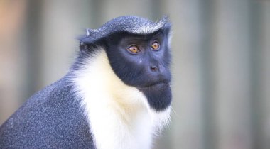 Maymun Diana, Cercopithecus Diana, çığlık, hilal şeklinde broş, yaka ve sakal. Vahşi yaşam hayvanları. Portre