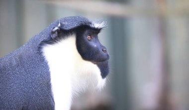 Maymun Diana, Cercopithecus Diana, çığlık, hilal şeklinde broş, yaka ve sakal. Vahşi yaşam hayvanları. Portre