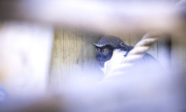 Maymun Diana, Cercopithecus Diana, çığlık, hilal şeklinde broş, yaka ve sakal. Vahşi yaşam hayvanları. Portre