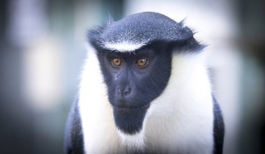 Maymun Diana, Cercopithecus Diana, çığlık, hilal şeklinde broş, yaka ve sakal. Vahşi yaşam hayvanları. Portre