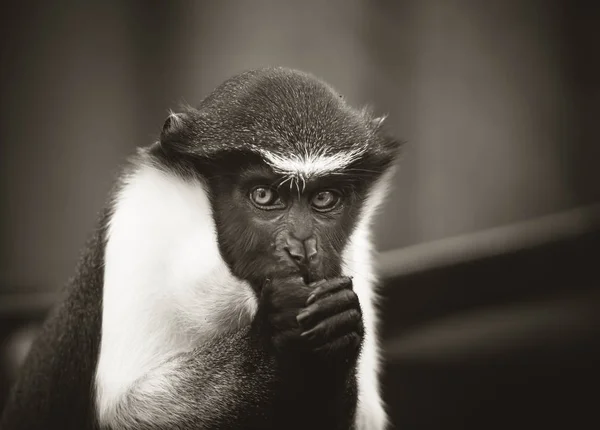 Diana affe, cercopithecus diana, schreit, sichelförmiges Stirnband, Halskrause und Bart. Wildtiere. Porträt — Stockfoto