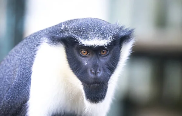 Singe Diana, Cercopithecus diana, cri, bracelet en forme de croissant, poils et barbe. Animaux sauvages. Portrait — Photo