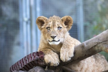 Berber 'in genç aslanı görkemli koyu arkaplan görünümlü