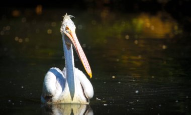 Kahverengi Pelican Pelecanus oksidentalis kanat çırpan tüyleri ve parıldayan su damlalarıyla suyu sallıyor..