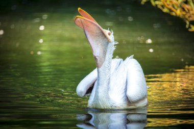 Kahverengi Pelican Pelecanus oksidentalis kanat çırpan tüyleri ve parıldayan su damlalarıyla suyu sallıyor..