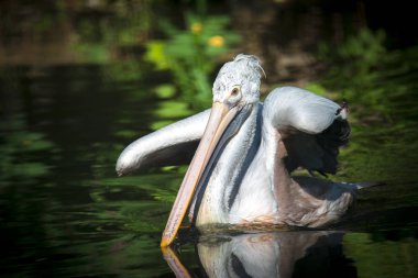 Kahverengi Pelican Pelecanus oksidentalis kanat çırpan tüyleri ve parıldayan su damlalarıyla suyu sallıyor..