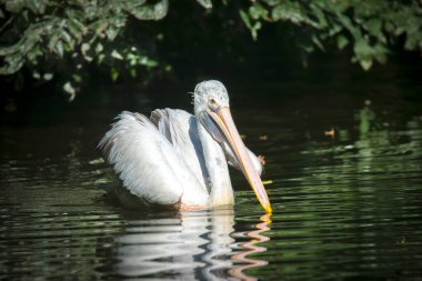 Kahverengi Pelican Pelecanus oksidentalis kanat çırpan tüyleri ve parıldayan su damlalarıyla suyu sallıyor..