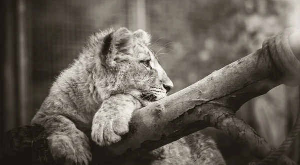 El joven león bereber se ve majestuoso fondo oscuro — Foto de Stock