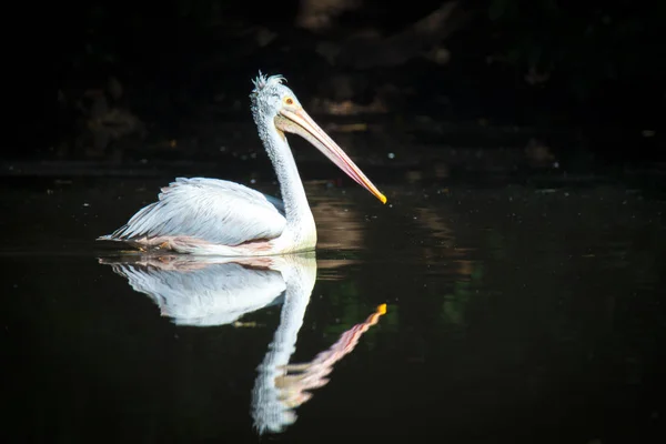 Barna Pelican Pelecanus occidentalis rázza le a vizet szárnycsapkodó tollakról, csillogó vízcseppekről. — Stock Fotó