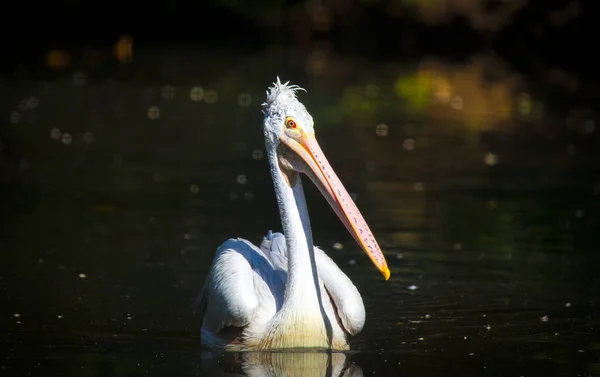 Barna Pelican Pelecanus occidentalis rázza le a vizet szárnycsapkodó tollakról, csillogó vízcseppekről. — Stock Fotó