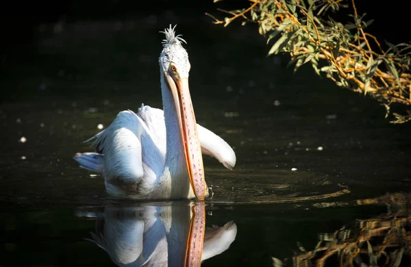 Коричневый Pelican Pelican Pelecanus occidentalis стряхивает воду с перьев хлопающими крыльями, капли сверкающей воды . — стоковое фото