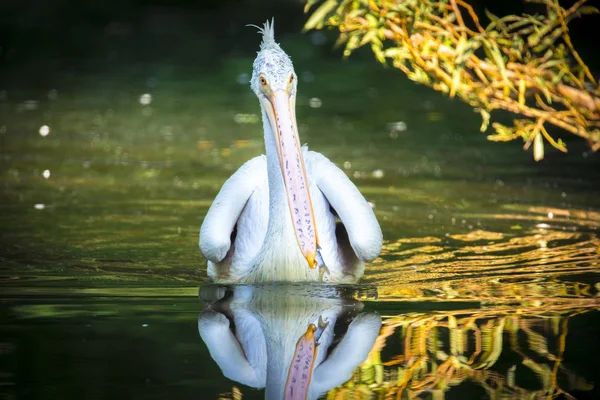 Barna Pelican Pelecanus occidentalis rázza le a vizet szárnycsapkodó tollakról, csillogó vízcseppekről. — Stock Fotó