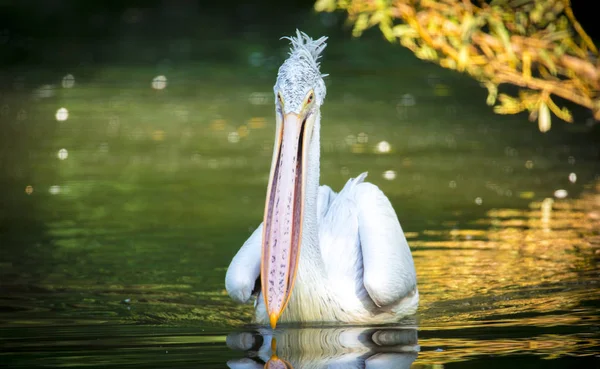 Barna Pelican Pelecanus occidentalis rázza le a vizet szárnycsapkodó tollakról, csillogó vízcseppekről. — Stock Fotó