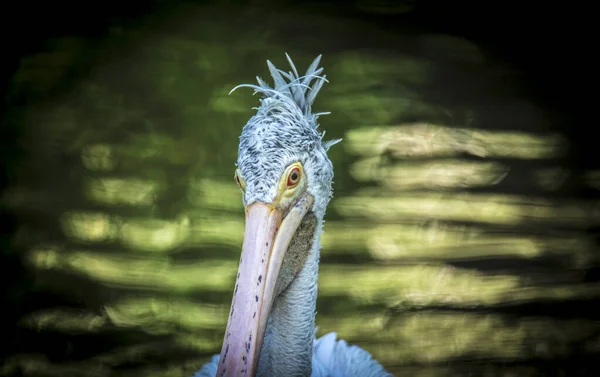 Barna Pelican Pelecanus occidentalis rázza le a vizet szárnycsapkodó tollakról, csillogó vízcseppekről. — Stock Fotó