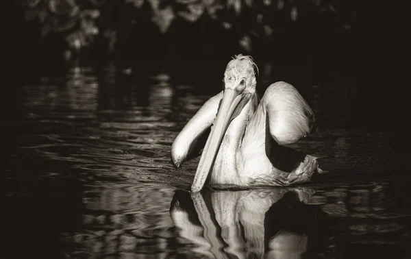 Коричневый Pelican Pelican Pelecanus occidentalis стряхивает воду с перьев хлопающими крыльями, капли сверкающей воды . — стоковое фото