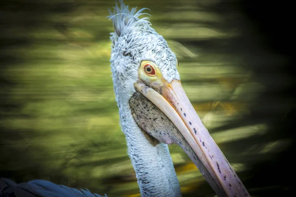 Barna Pelican Pelecanus occidentalis rázza le a vizet szárnycsapkodó tollakról, csillogó vízcseppekről. — Stock Fotó