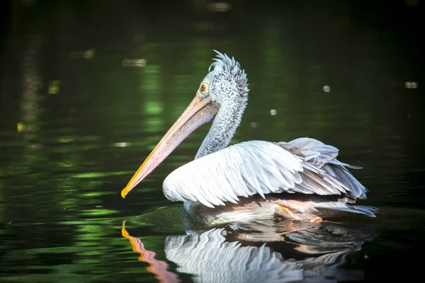 Barna Pelican Pelecanus occidentalis rázza le a vizet szárnycsapkodó tollakról, csillogó vízcseppekről. — Stock Fotó
