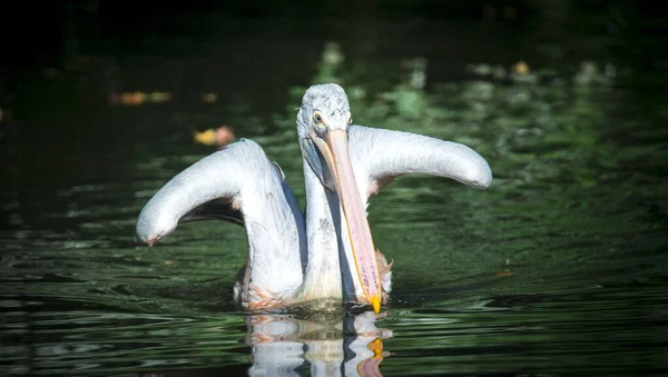 Коричневый Pelican Pelican Pelecanus occidentalis стряхивает воду с перьев хлопающими крыльями, капли сверкающей воды . — стоковое фото