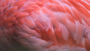 Flamingo kuşu yakından profil görüntüsü, güzel tüyler, kafa, uzun gaga,.