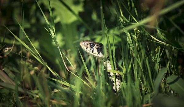 A cobra de grama Natrix natrix, a cobra se esconde na grama e está na caça . — Fotografia de Stock