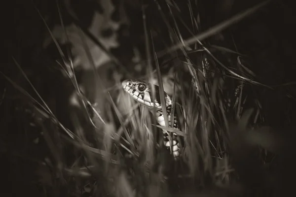 Травяная змея Натрикс Натрикс, змея прячется в траве и выходит на охоту. . — стоковое фото