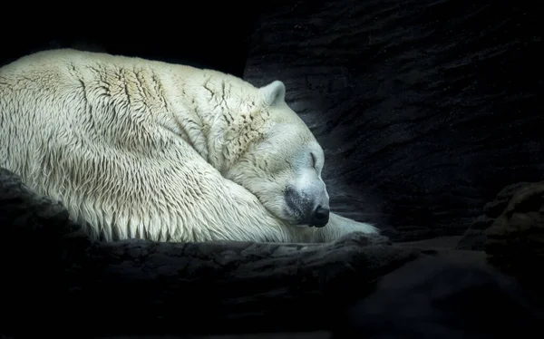 Polar white bear sleeping on snow rock. Sleeping polar bear in white winter zoo. — Stock Photo, Image