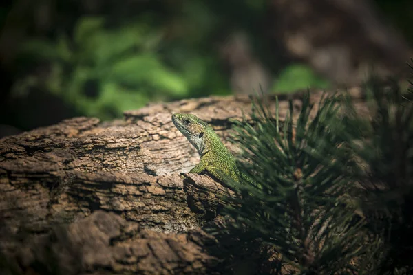 똑똑 한 도마뱀, 라에르 타 비리 디스, 유럽의 초록 도마뱀 — 스톡 사진