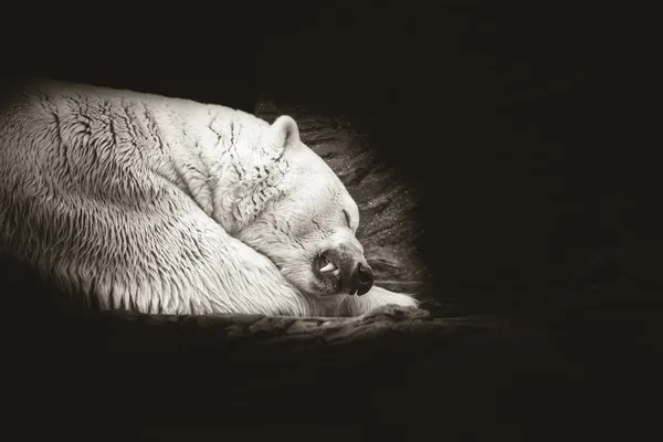 北极熊睡在雪岩上。 在白色冬日动物园睡觉的北极熊. — 图库照片