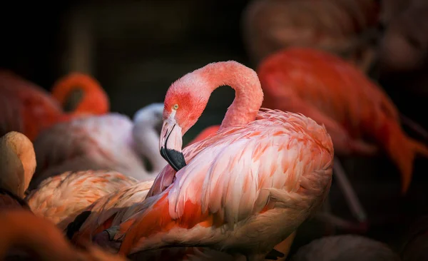 Flamingo bird close-up profile view, beautiful plumage, head, long neg, beak. — Stock Photo, Image