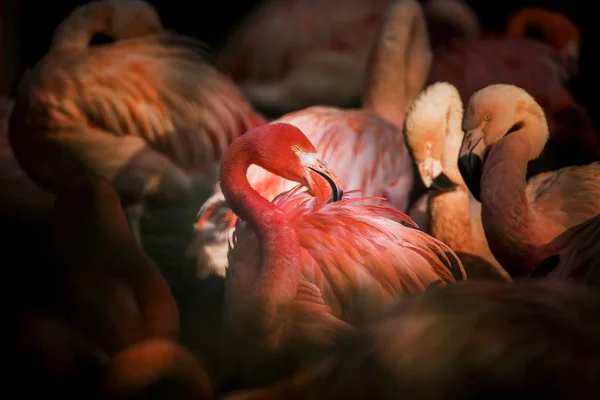 Flamingo bird close-up profile view, beautiful plumage, head, long neg, beak. — Stock Photo, Image