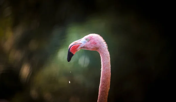 Flamingo bird close-up profile view, beautiful plumage, head, long neg, beak. — Stock Photo, Image