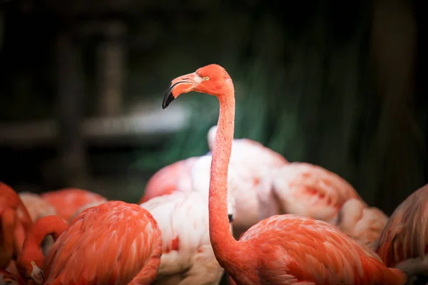 Flamingo bird close-up profile view, beautiful plumage, head, long neg, beak.