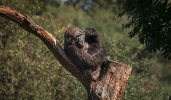 Gorila mira, mira a los ojos de una hermosa criatura, sentado en un árbol en una rama . — Foto de Stock