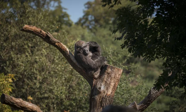 Gorilla look, look into the eyes of a beautiful creature, sitting on a tree on a branch. — Stock Photo, Image